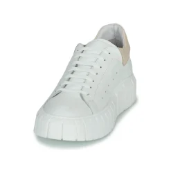 Clearance Sweet Lemon - PLANTO