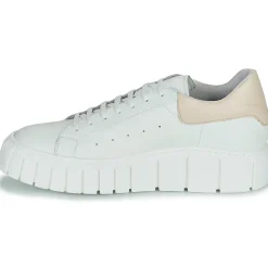 Clearance Sweet Lemon - PLANTO