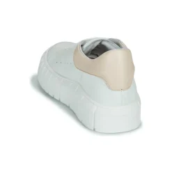 Clearance Sweet Lemon - PLANTO