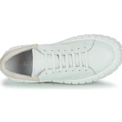 Clearance Sweet Lemon - PLANTO