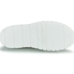 Clearance Sweet Lemon - PLANTO